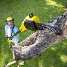 Best Tree and Shrub Care  in Tres Arroyos, NM